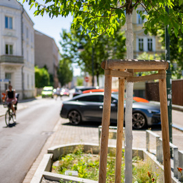 Straßenzug mit jungen Baum und Radfahrer und Autos im Hintergrund