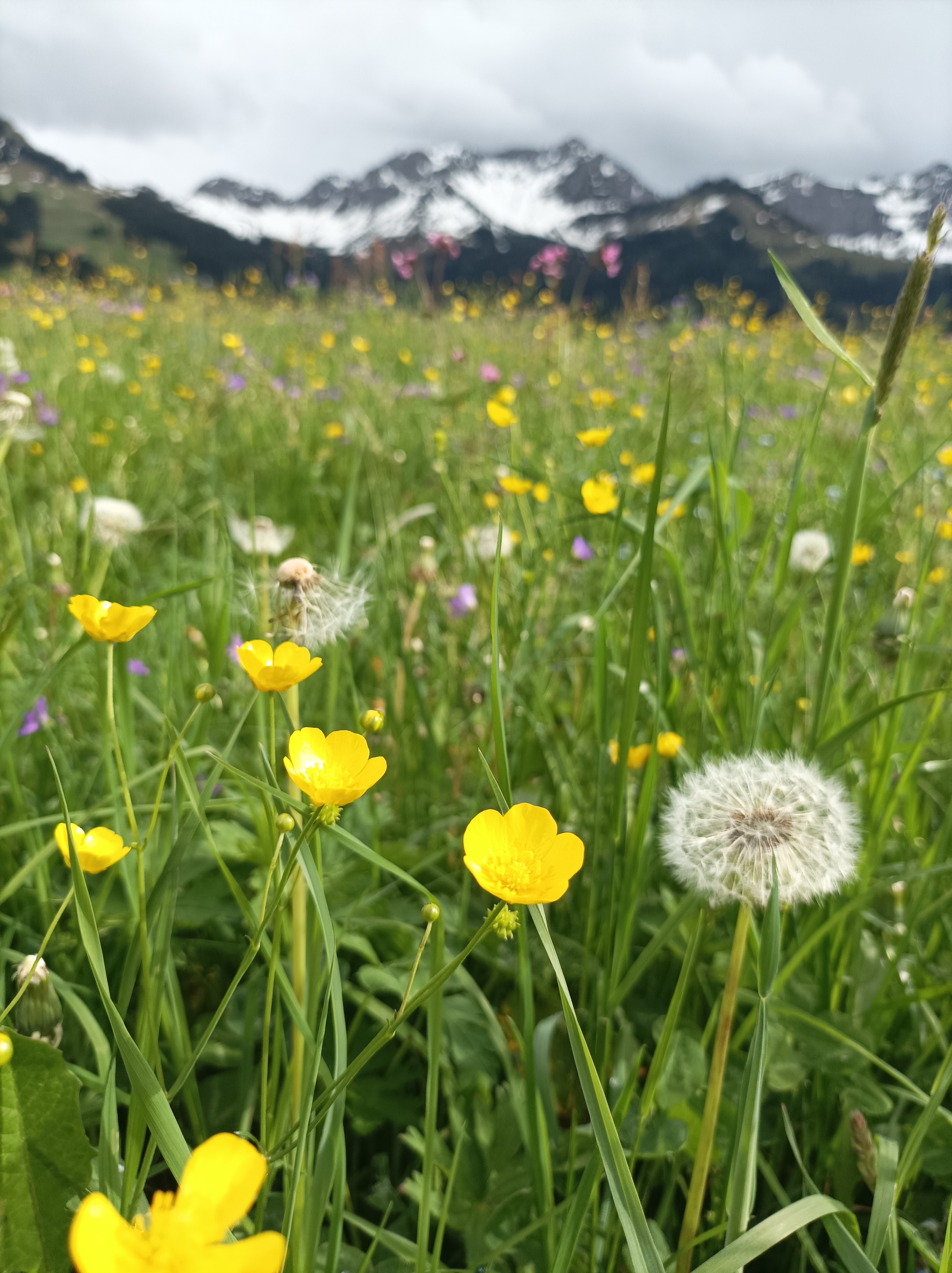 Blumenwiese von Anja Kohler